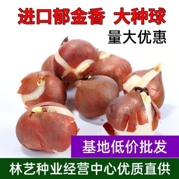 荷兰进口郁金香种球多年生盆栽球根郁金香种子室外庭院