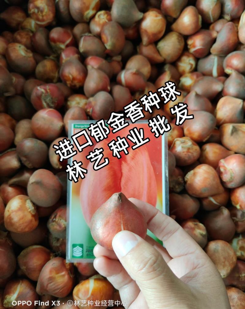 荷兰进口郁金香种球多年生盆栽球根郁金香种子室外庭院