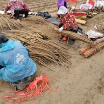 铁棍山药基地产地，红皮铁棍各种规格欢迎前来选购