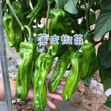 薄皮椒苗薄皮泡椒苗麻椒苗苏椒苗薄皮圆椒苗二厚皮