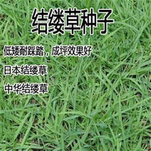 草坪种子日本细叶结缕草种子中华结缕草兰引3号种子别墅庭院