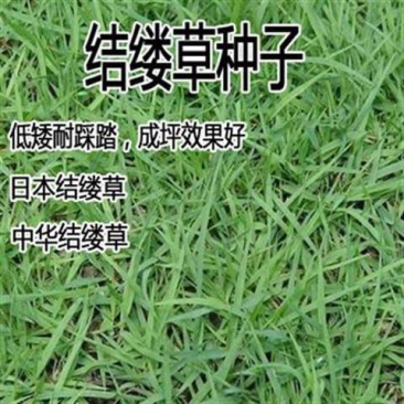 草坪种子日本细叶结缕草种子中华结缕草兰引3号种子别墅庭院
