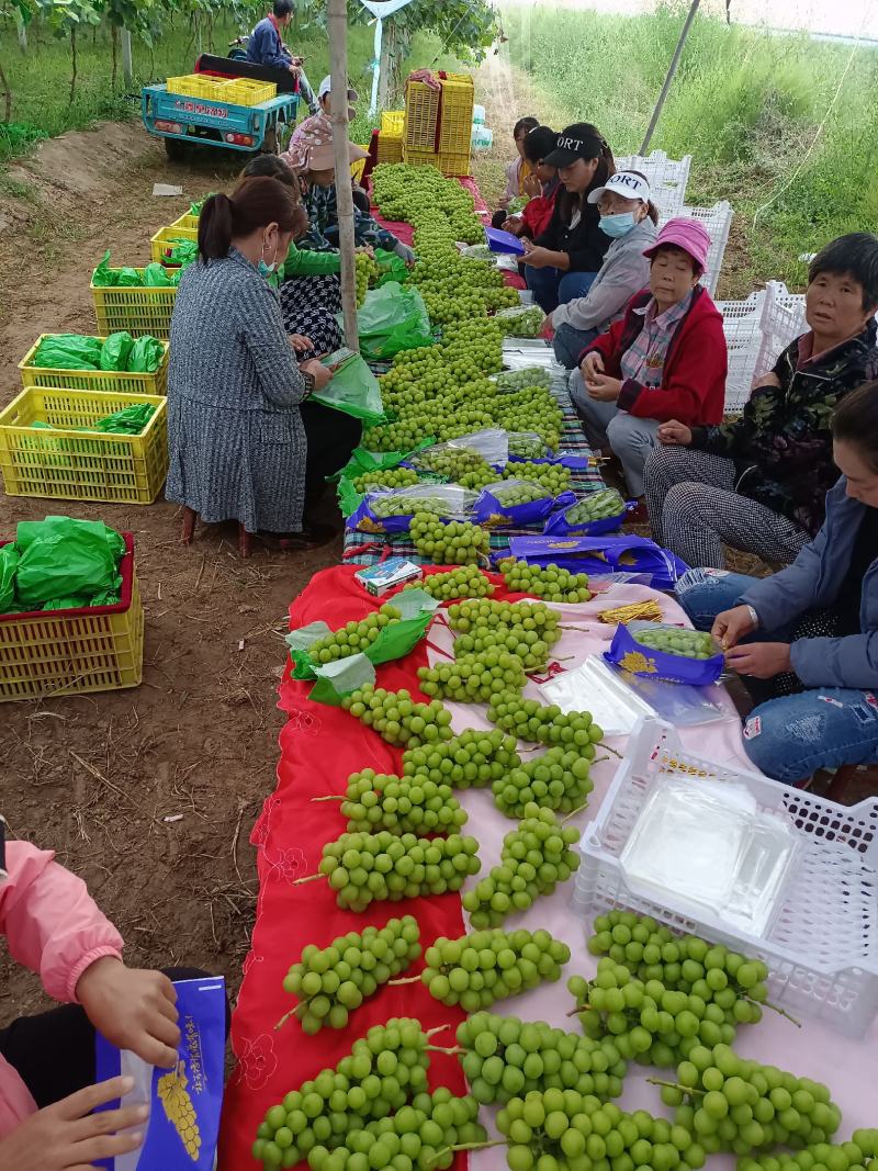 陕西精品阳光玫瑰葡萄，冷库阳光玫瑰产地直发品质保证