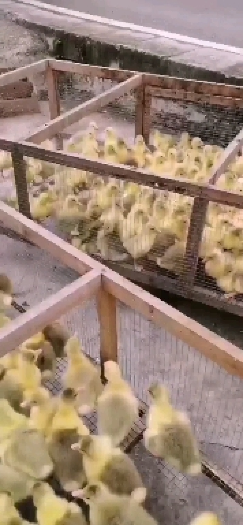 大三花，浦三，脱温鹅苗，品种正宗，商品鹅回收
