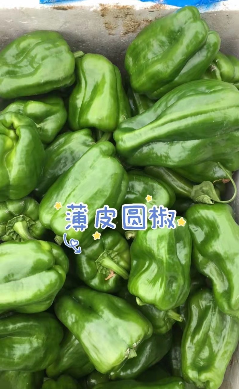 薄皮椒苗薄皮泡椒苗麻椒苗苏椒苗薄皮圆椒苗二厚皮