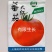 正宗上海番茄种子合作903大红番茄有限生长型西红柿种子