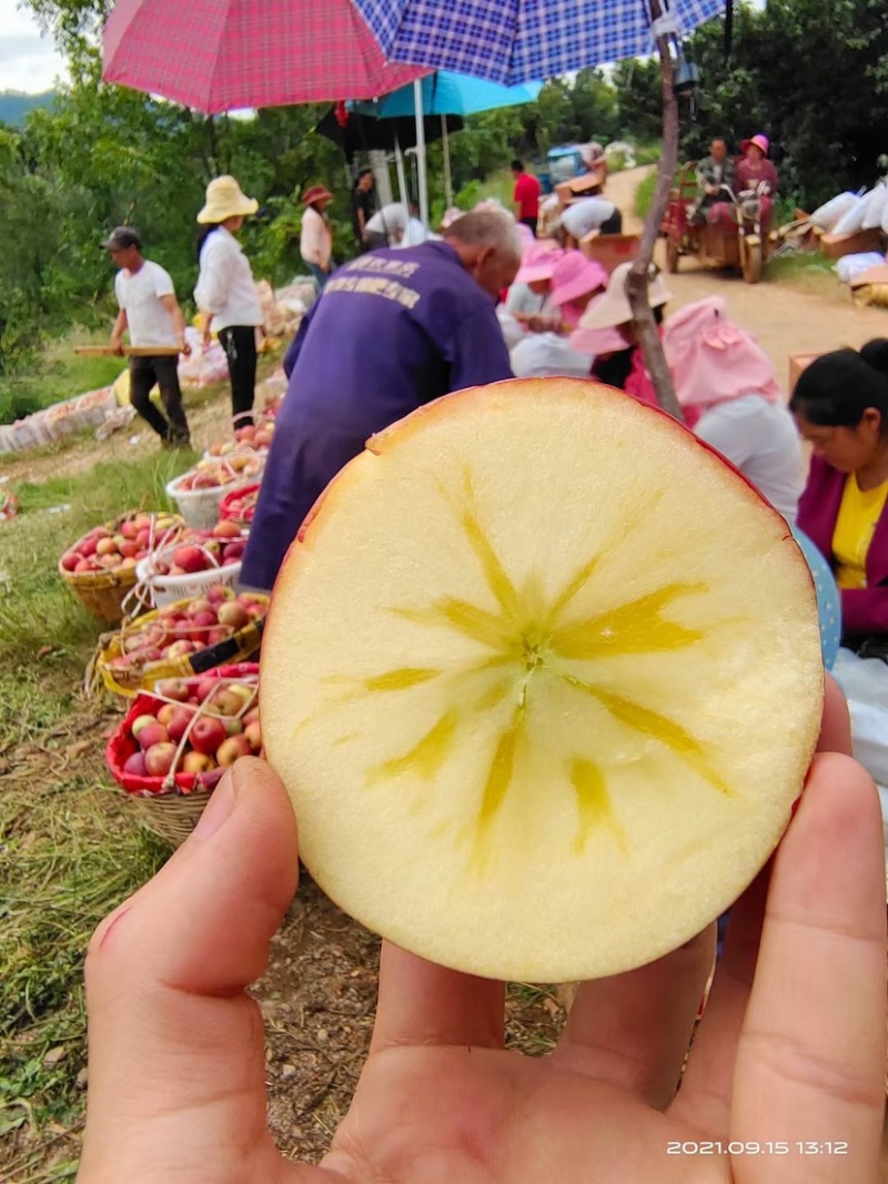 红将军苹果大量上市中有需要的可以联系我我是代办