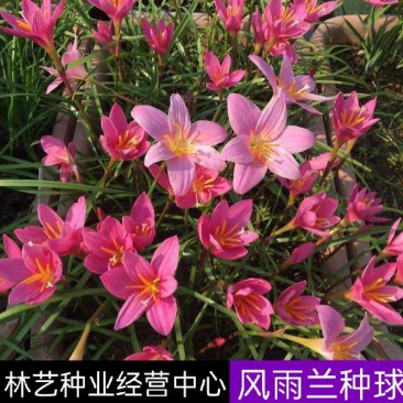 风雨兰种球盆栽花卉水培植物盆栽室内绿植四季好养花境工程