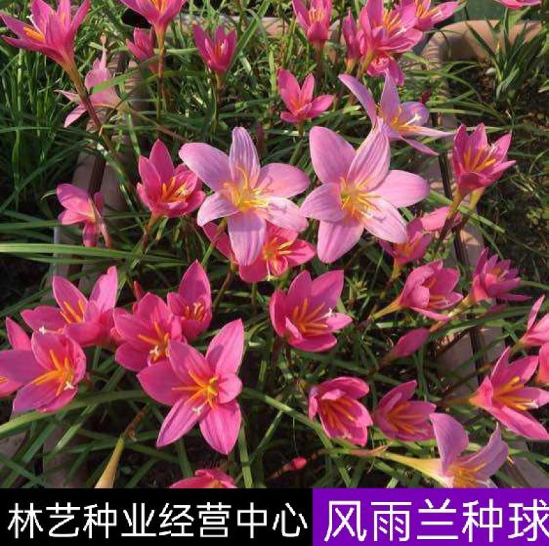 风雨兰种球盆栽花卉水培植物盆栽室内绿植四季好养花境工程