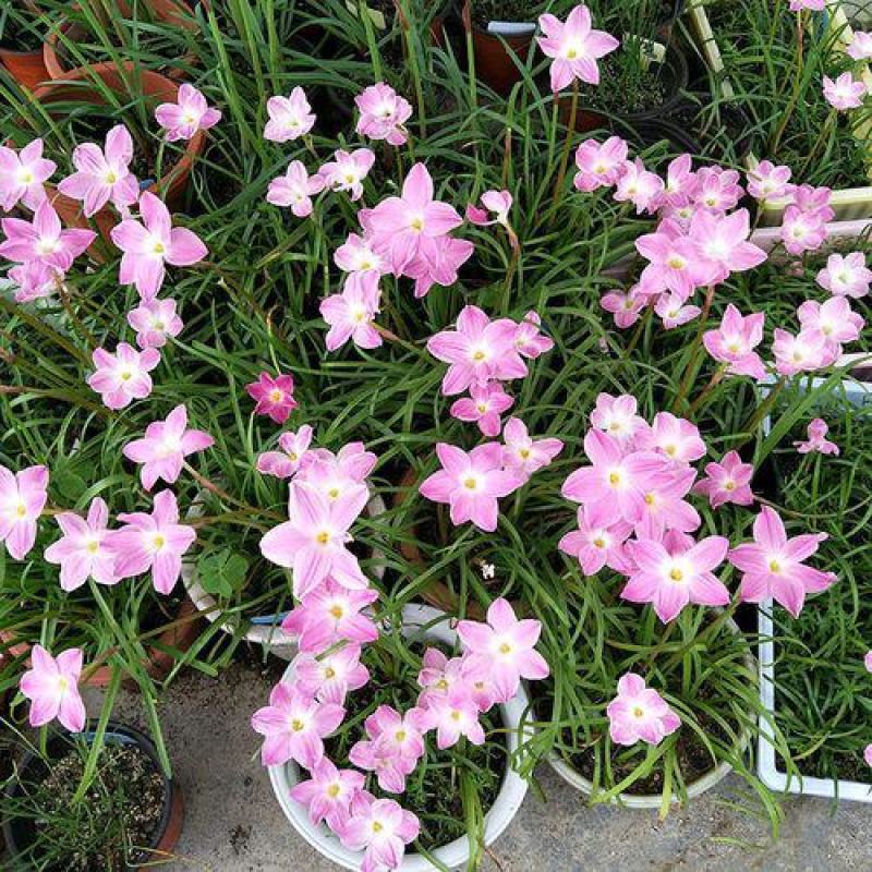 风雨兰种球盆栽花卉水培植物盆栽室内绿植四季好养花境工程
