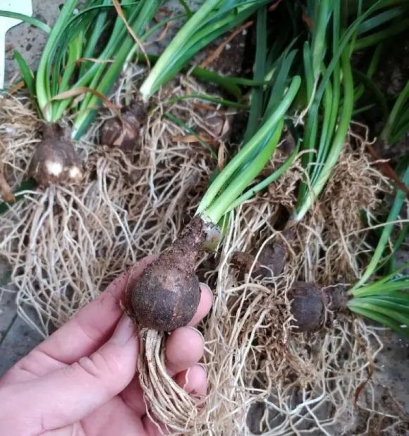 风雨兰种球盆栽花卉水培植物盆栽室内绿植四季好养花境工程
