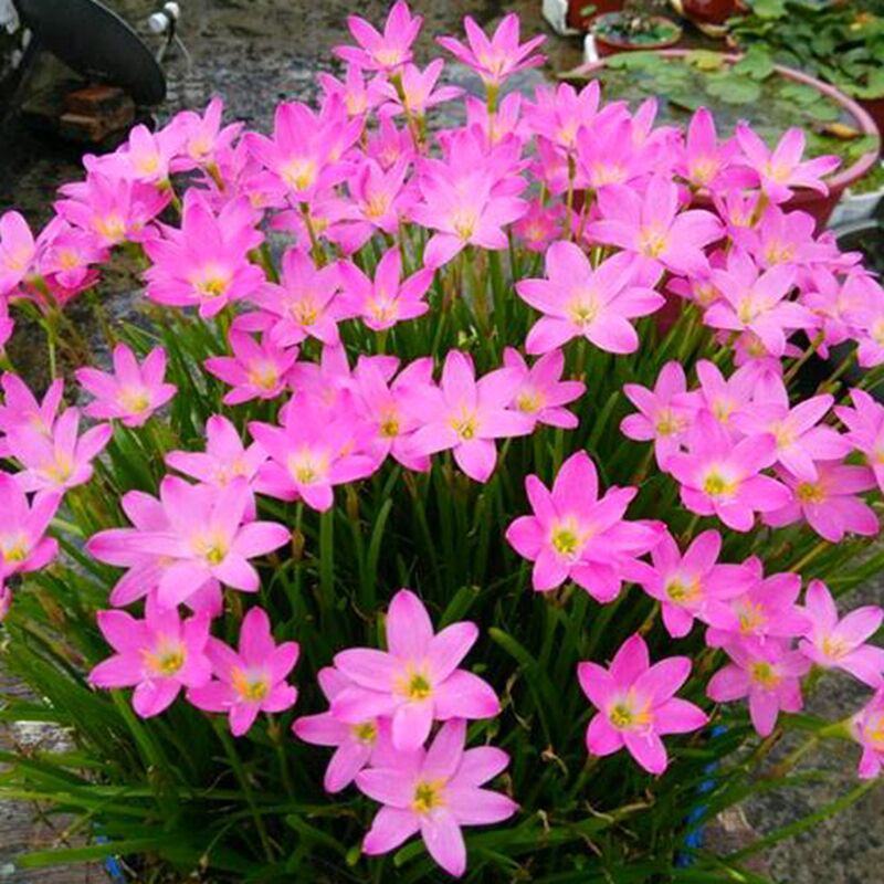 风雨兰种球盆栽花卉水培植物盆栽室内绿植四季好养花境工程