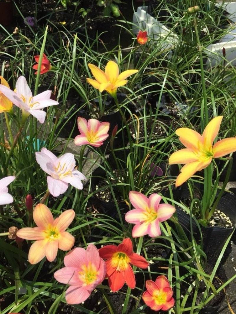 风雨兰种球盆栽花卉水培植物盆栽室内绿植四季好养花境工程