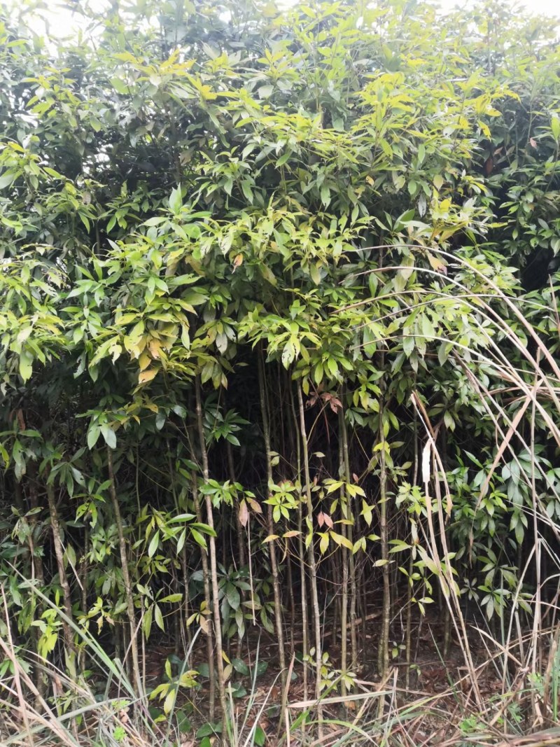 金丝楠木苗楠木苗祯楠闽楠地苗杯苗都有量大优惠
