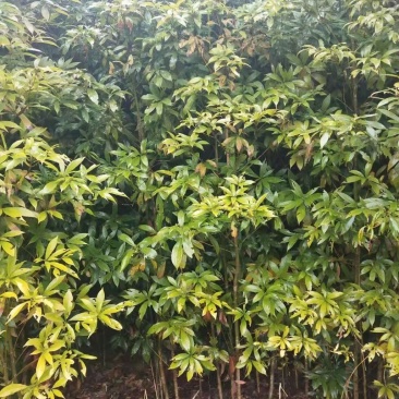 金丝楠木苗楠木苗祯楠闽楠地苗杯苗都有量大优惠