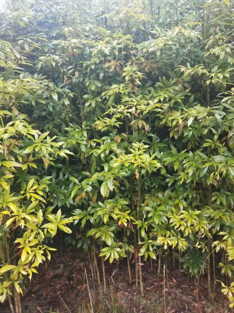 金丝楠木苗楠木苗祯楠闽楠地苗杯苗都有量大优惠