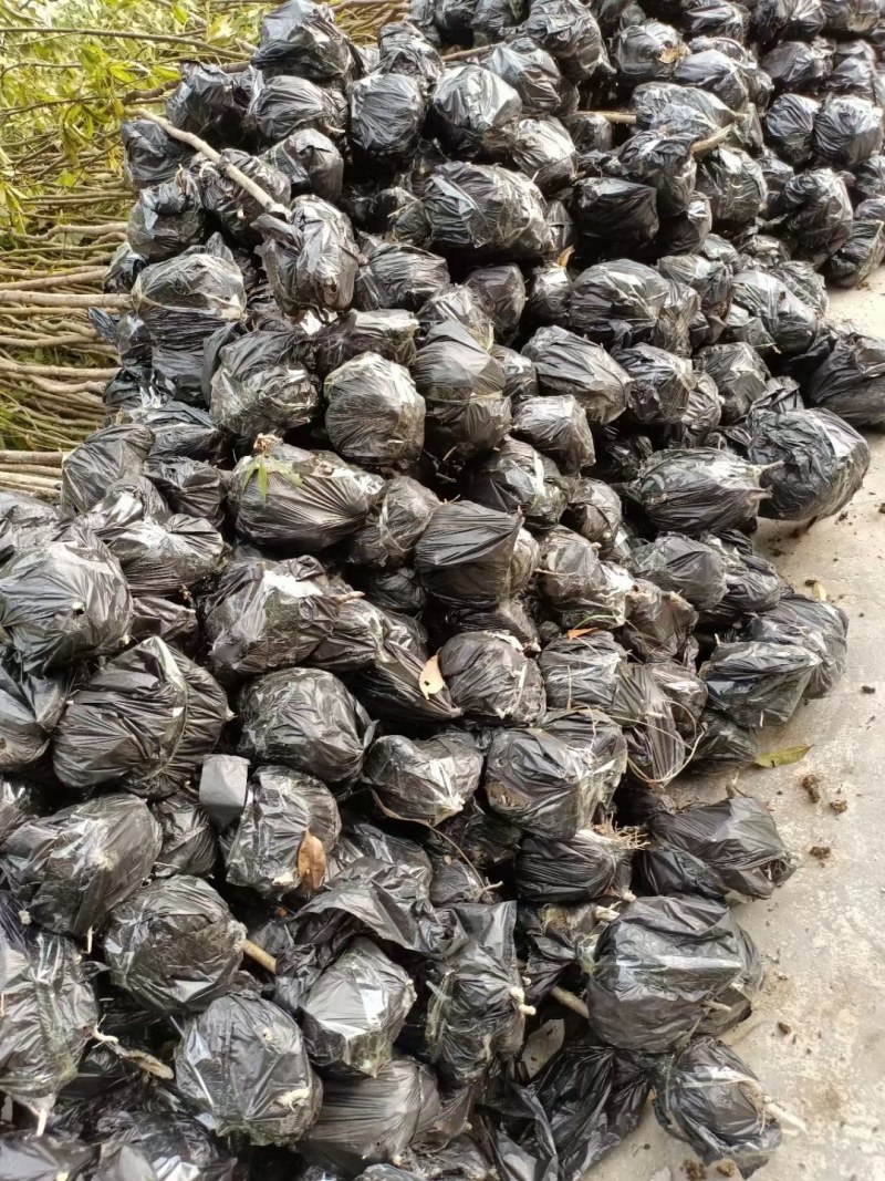 金丝楠木苗楠木苗祯楠闽楠地苗杯苗都有量大优惠