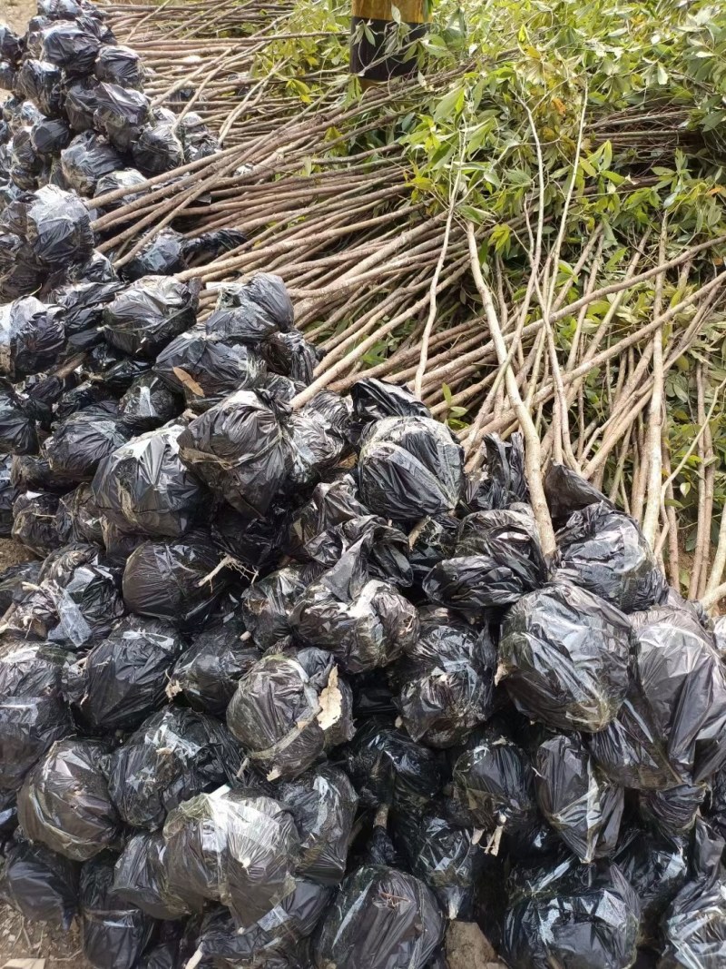 金丝楠木苗楠木苗祯楠闽楠地苗杯苗都有量大优惠