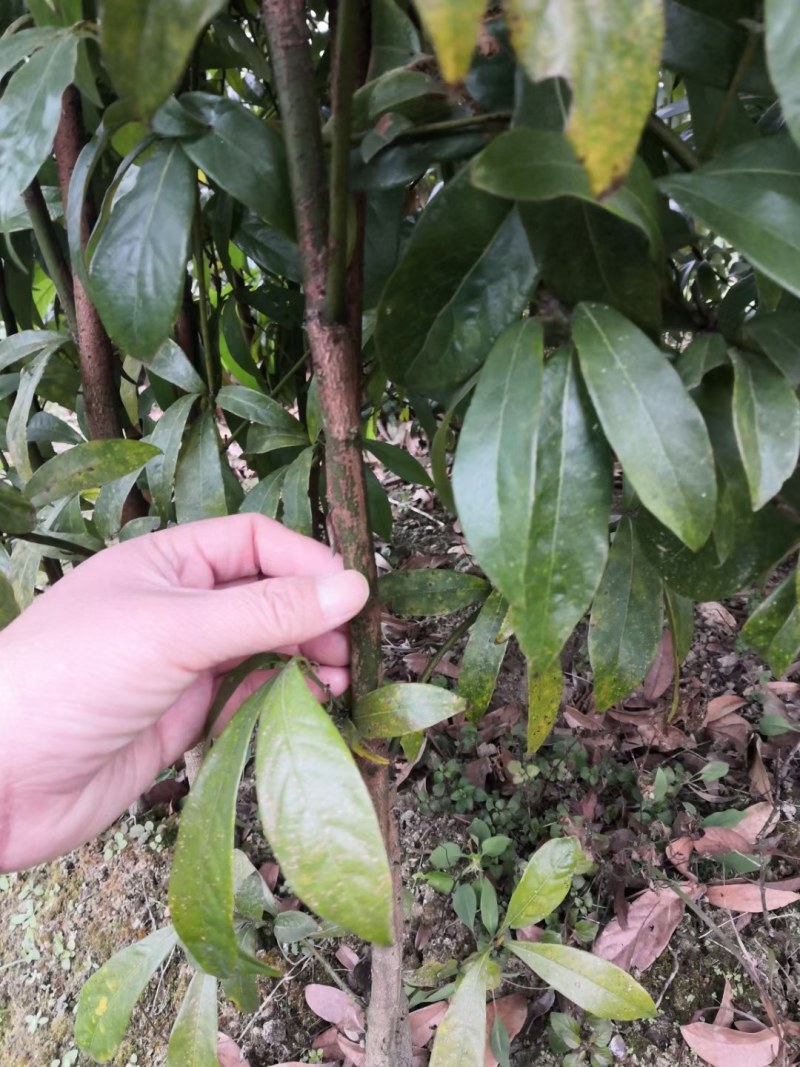 金丝楠木苗楠木苗祯楠闽楠地苗杯苗都有量大优惠