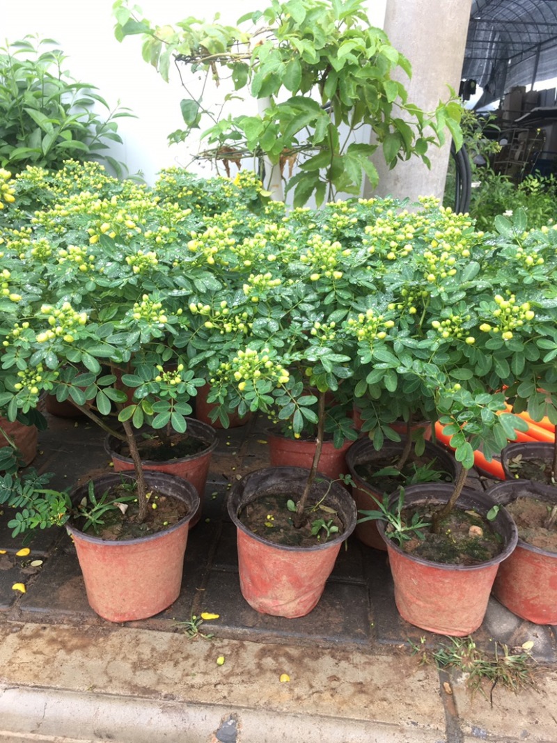 黄金梅室内花卉金雀梅盆栽金丝雀黄金雀花苗绿植物盆景