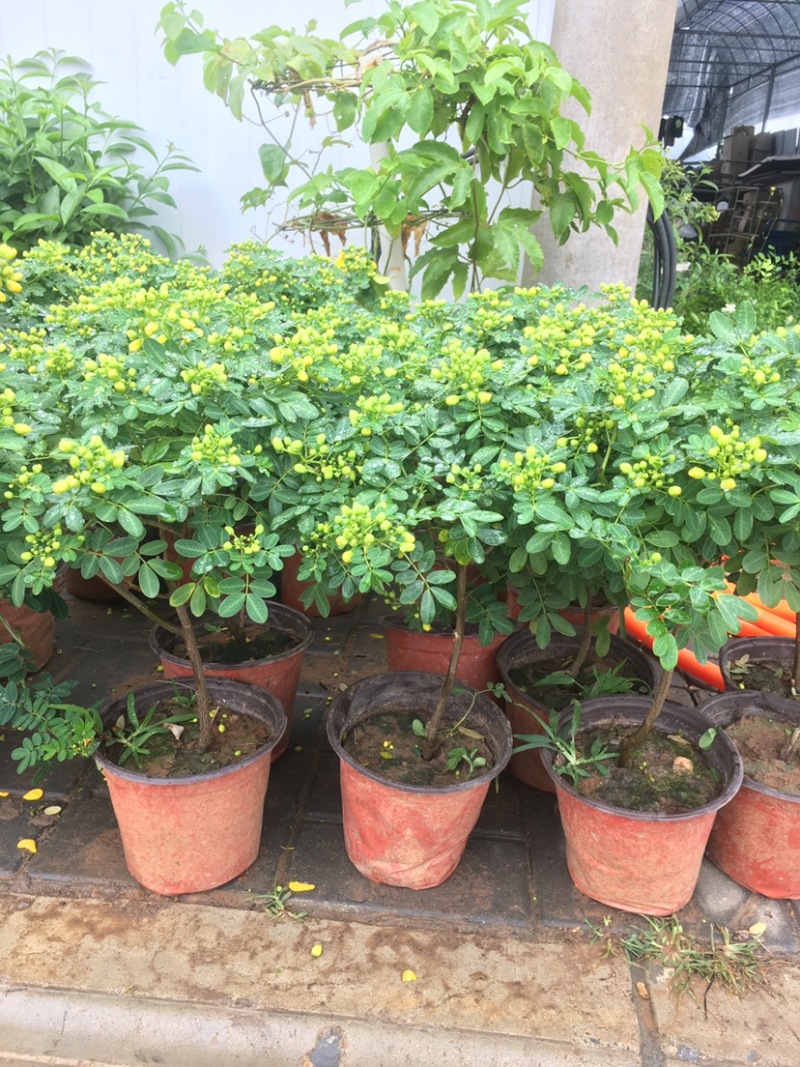黄金梅室内花卉金雀梅盆栽金丝雀黄金雀花苗绿植物盆景