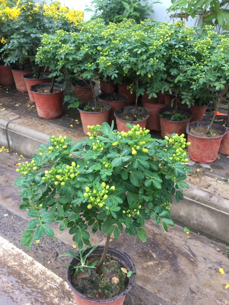 黄金梅室内花卉金雀梅盆栽金丝雀黄金雀花苗绿植物盆景