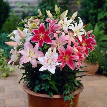 亚洲香水百合种球大花苗室内阳台四季开花盆栽植物花卉