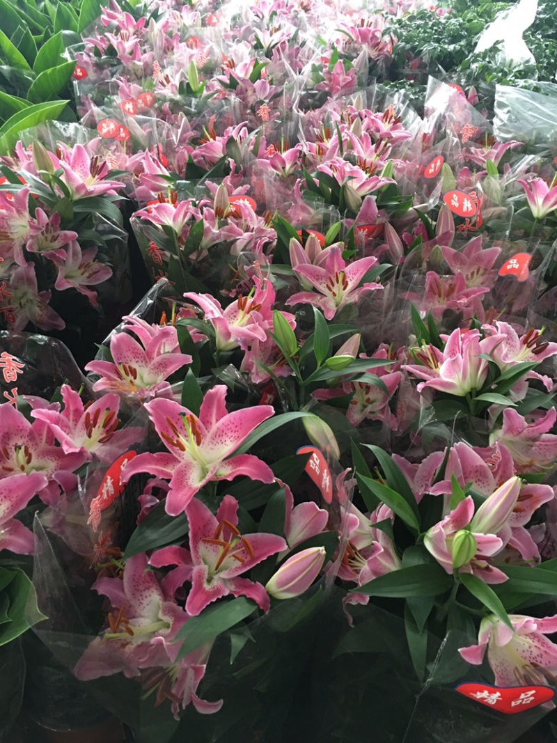 亚洲香水百合种球大花苗室内阳台四季开花盆栽植物花卉