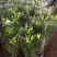 亚洲香水百合种球大花苗室内阳台四季开花盆栽植物花卉