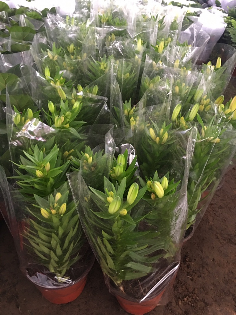 亚洲香水百合种球大花苗室内阳台四季开花盆栽植物花卉