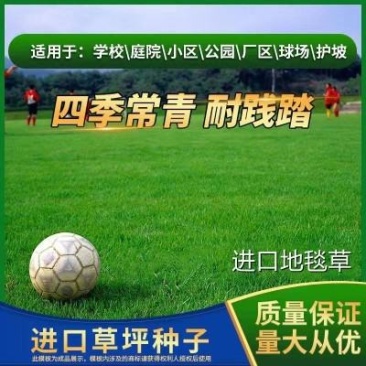 地毯草种子绿化草坪种子耐旱四季常青庭院多年生草种