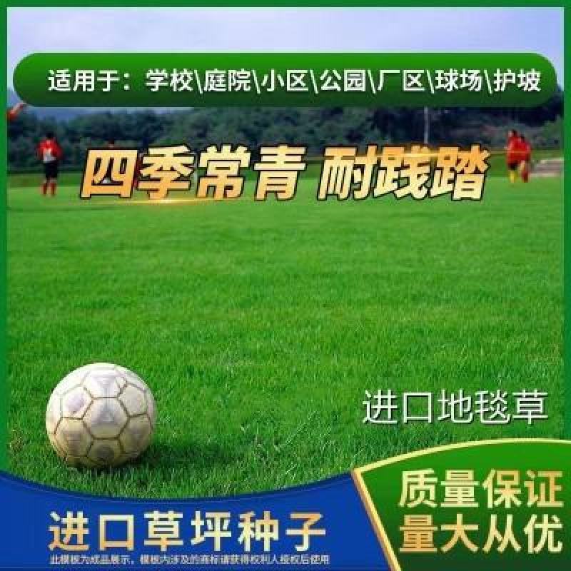 地毯草种子绿化草坪种子耐旱四季常青庭院多年生草种