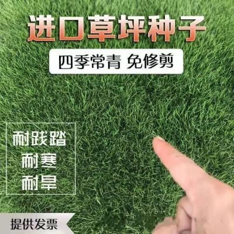 地毯草种子绿化草坪种子耐旱四季常青庭院多年生草种