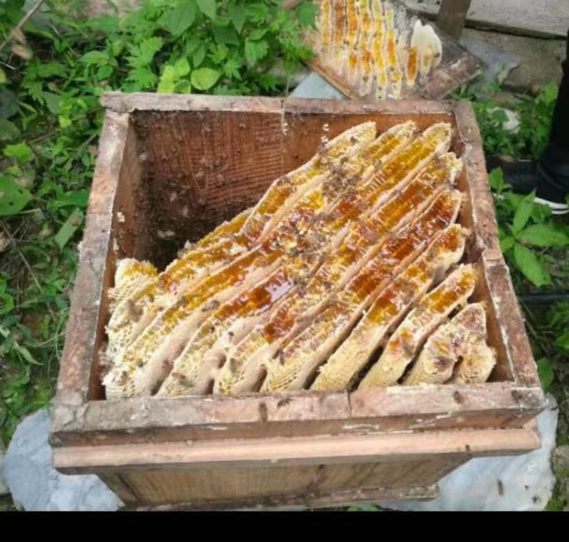 农家土蜂蜜，采用老式土养，一年只割一次的土蜂蜜