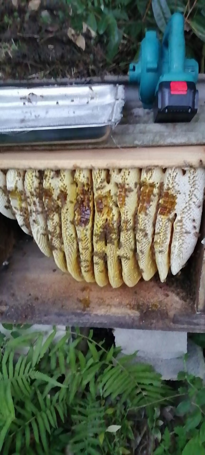 农家土蜂蜜，采用老式土养，一年只割一次的土蜂蜜