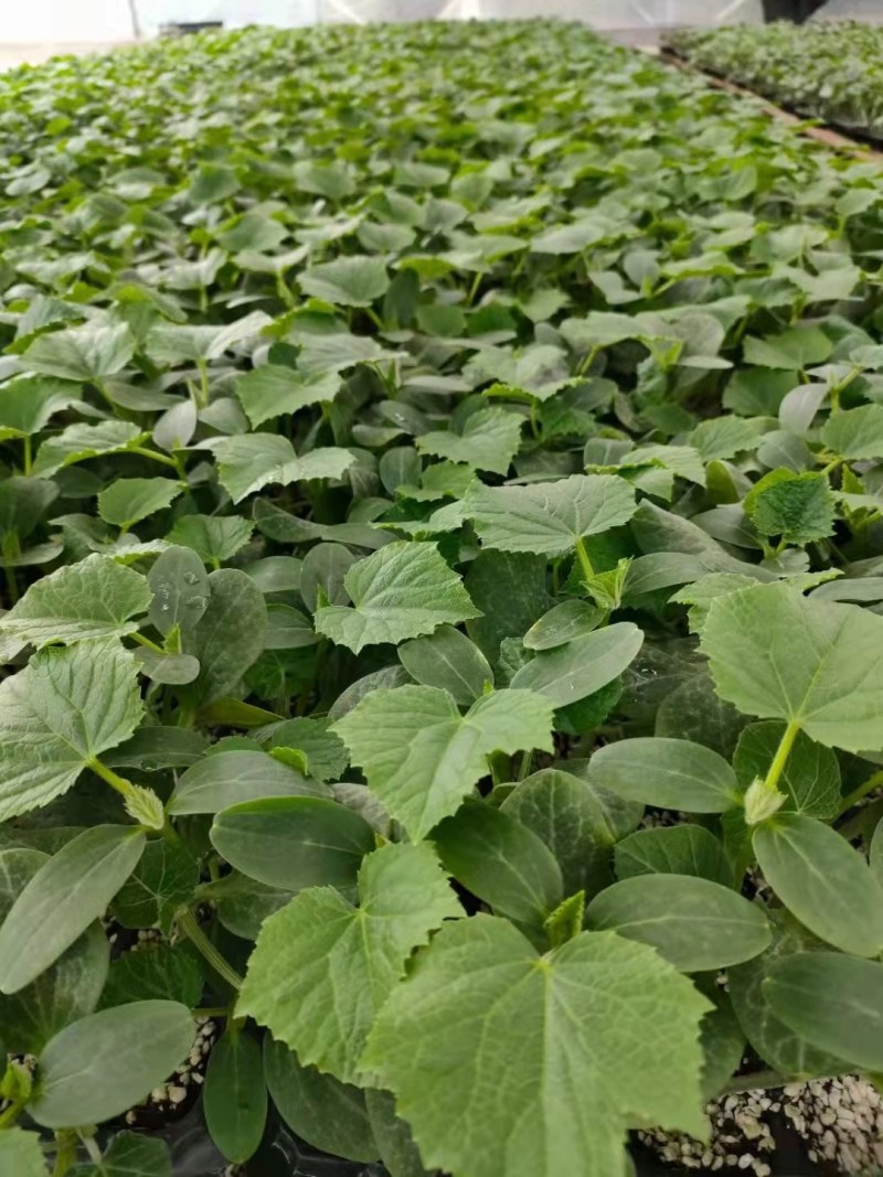 小黄瓜苗荷兰水果黄瓜苗3966水果小黄瓜苗耐热耐寒