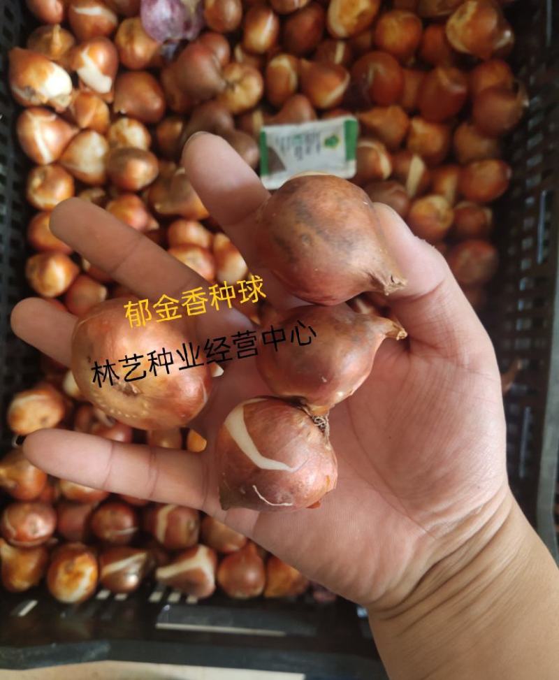 进口郁金香种球四季开花室内外耐寒好养水培郁金香花种子