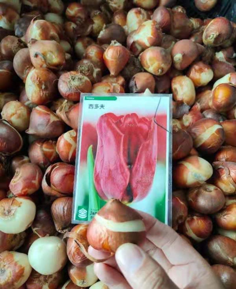 进口郁金香种球四季开花室内外耐寒好养水培郁金香花种子