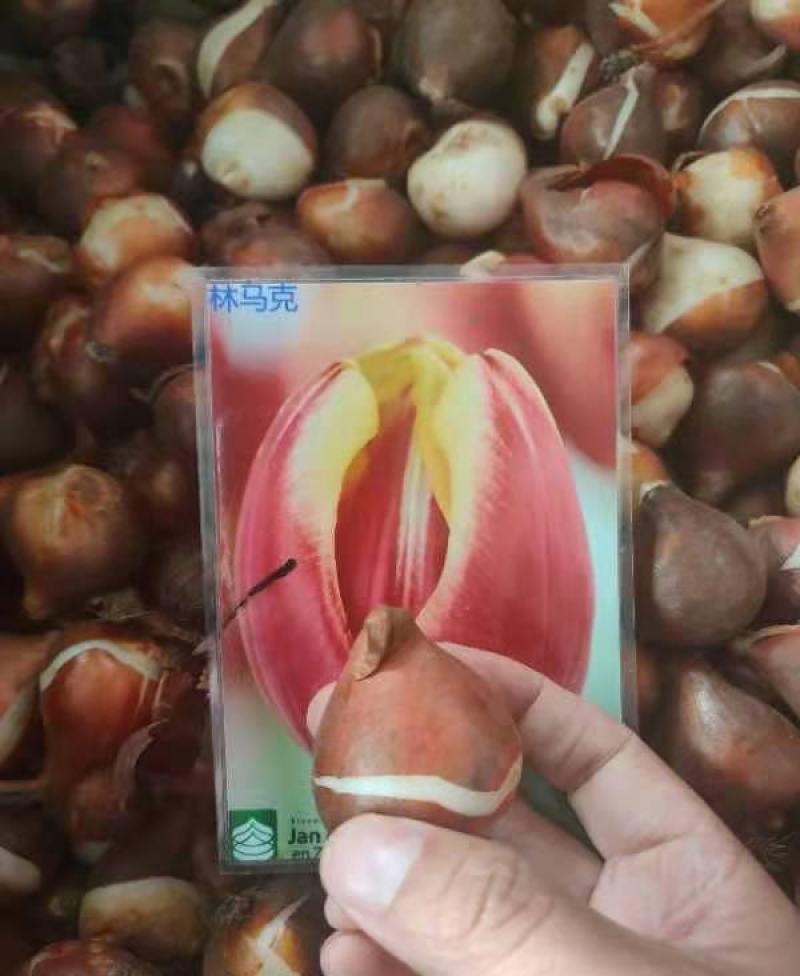 进口郁金香种球四季开花室内外耐寒好养水培郁金香花种子
