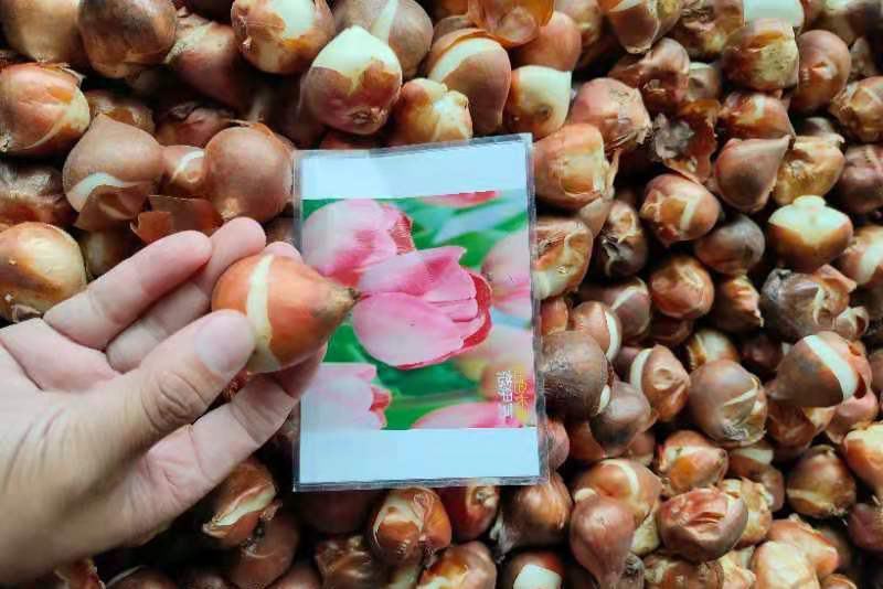 进口郁金香种球四季开花室内外耐寒好养水培郁金香花种子