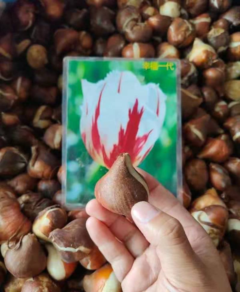 进口郁金香种球四季开花室内外耐寒好养水培郁金香花种子