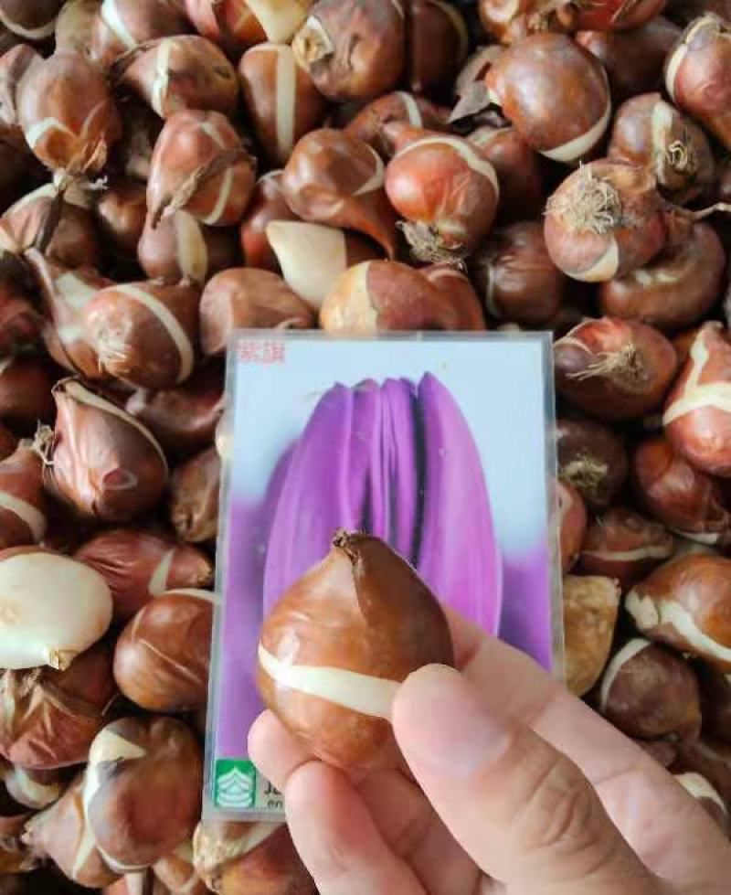 进口郁金香种球四季开花室内外耐寒好养水培郁金香花种子