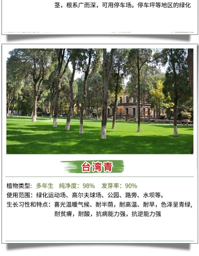 地毯草种子绿化草坪种子耐旱四季常青庭院多年生草种