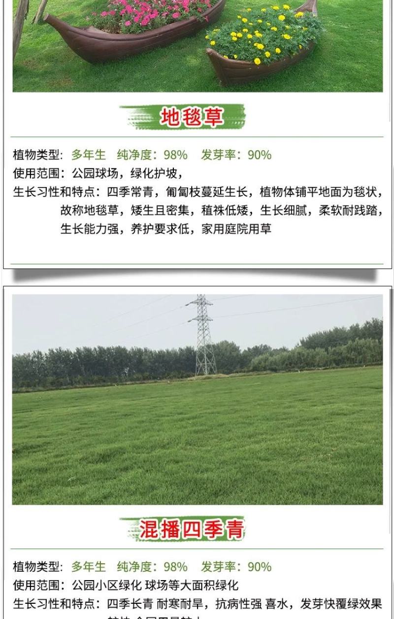 地毯草种子绿化草坪种子耐旱四季常青庭院多年生草种