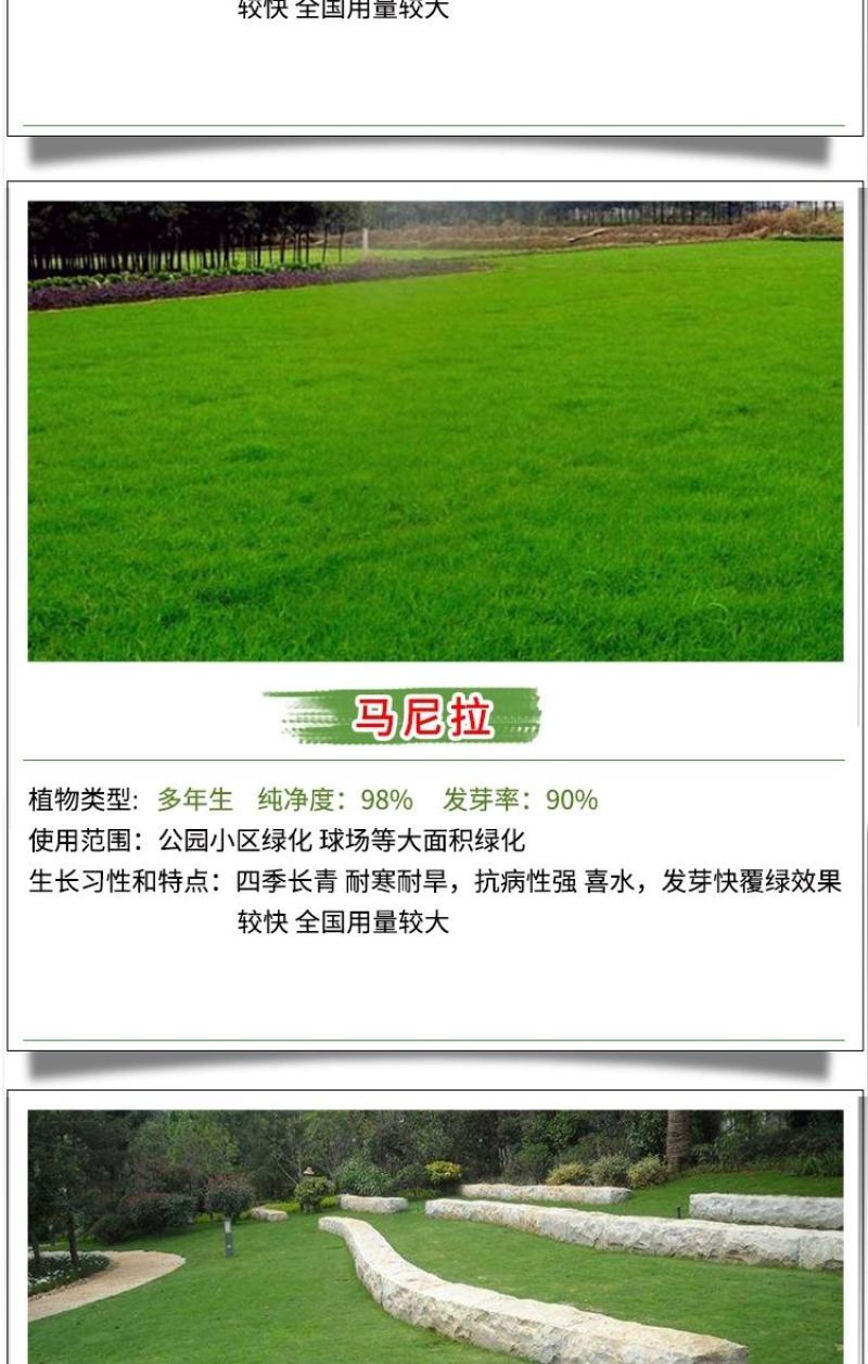 地毯草种子绿化草坪种子耐旱四季常青庭院多年生草种