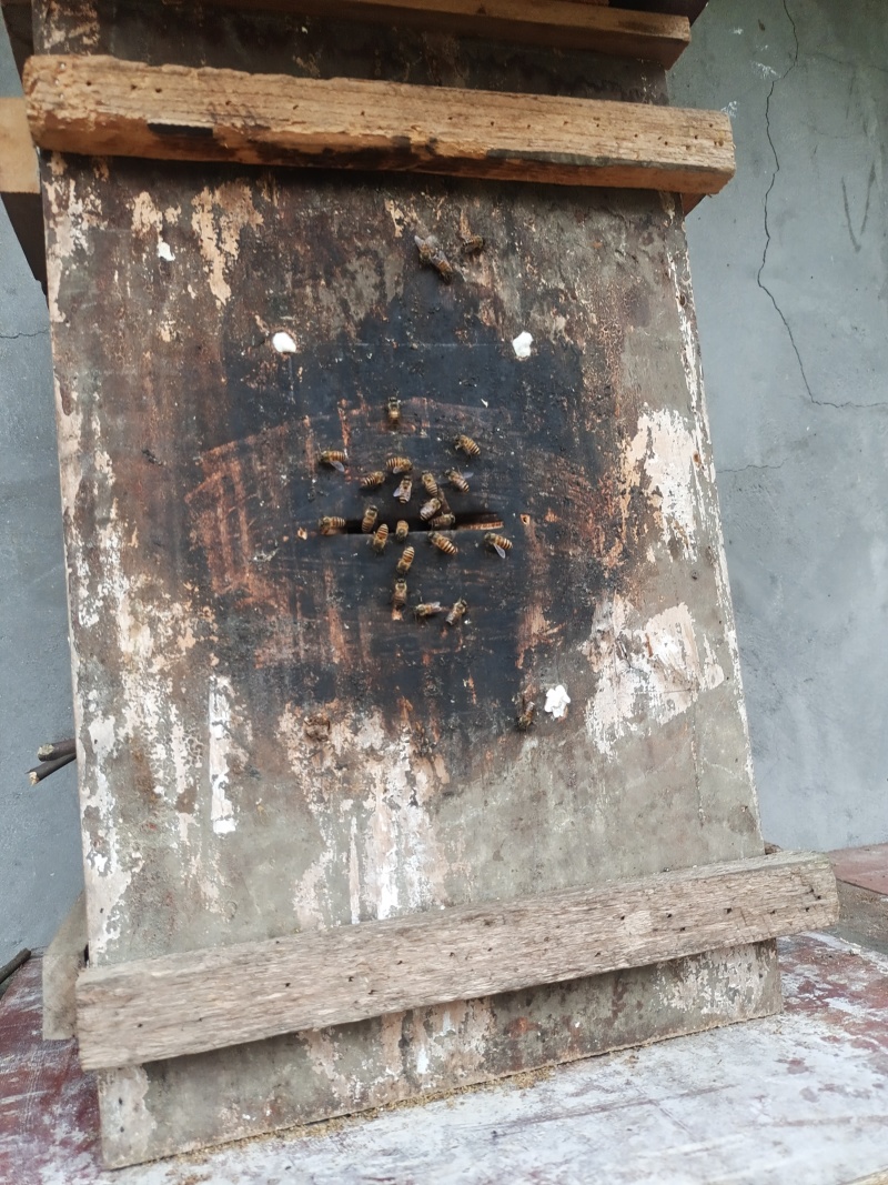 农家土蜂蜜，采用老式土养，一年只割一次的土蜂蜜