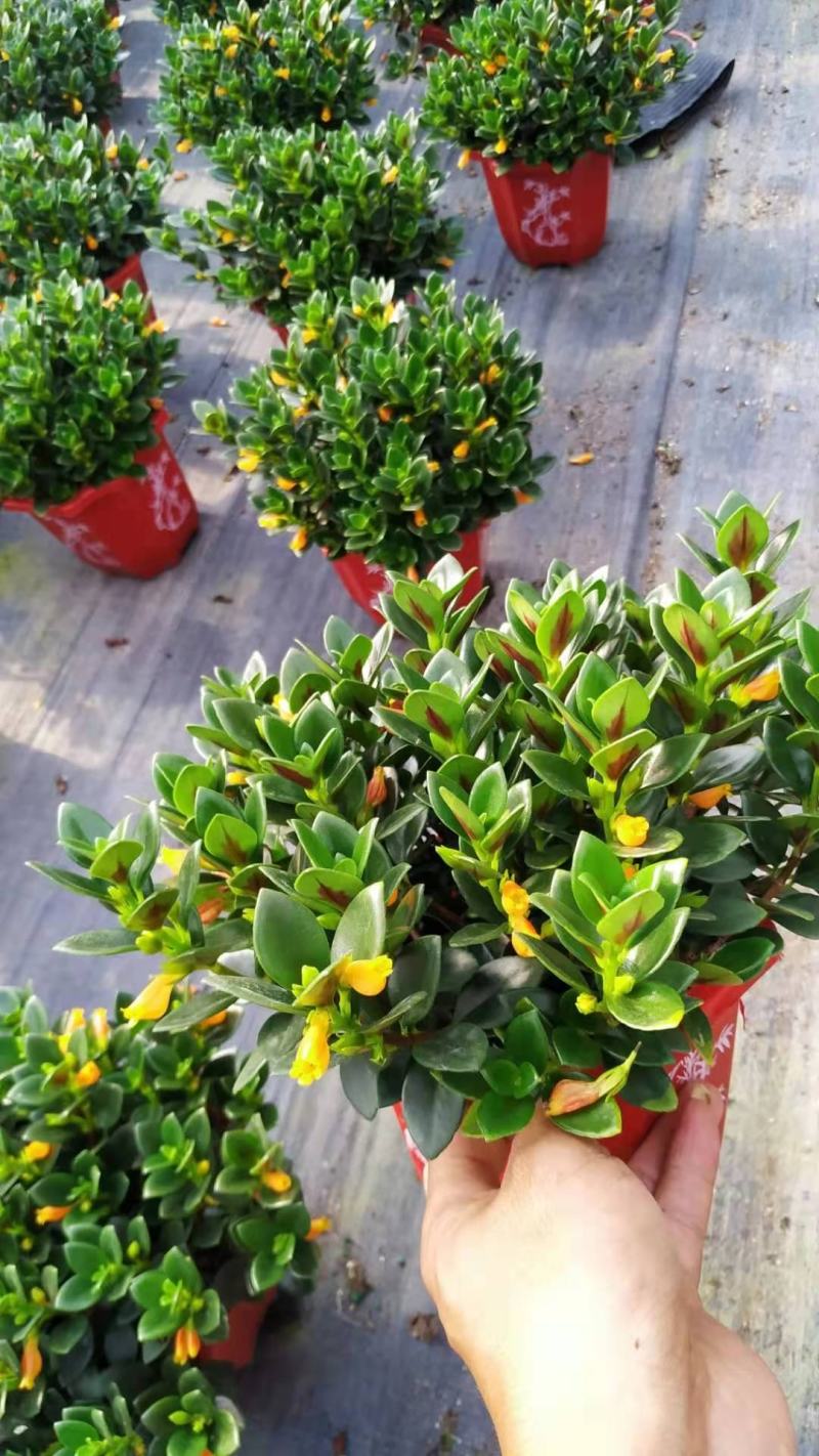 金鱼花