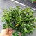 金鱼花