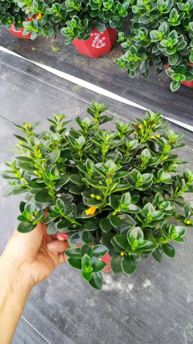 金鱼花