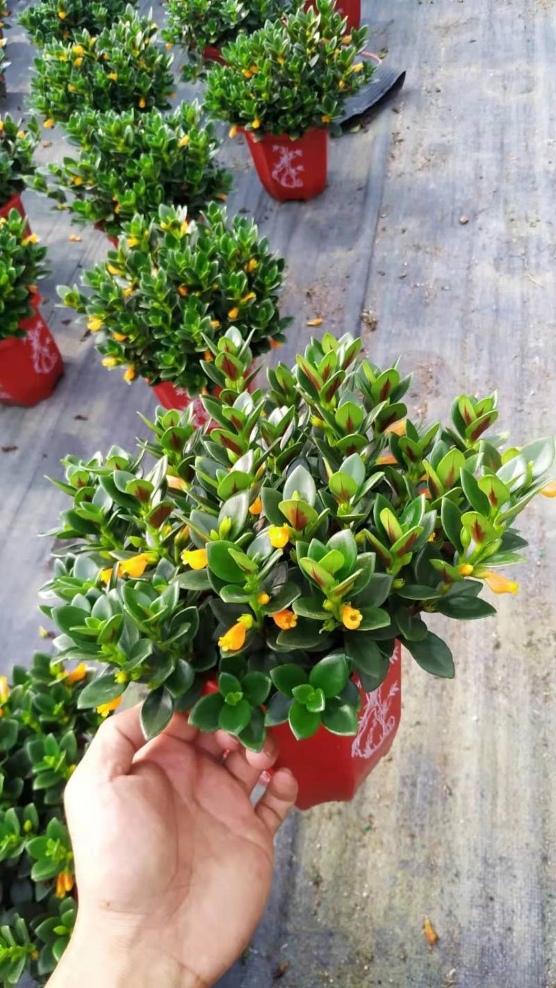 金鱼花